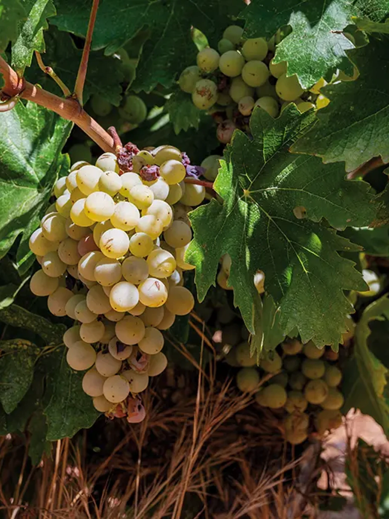 Wine Tour