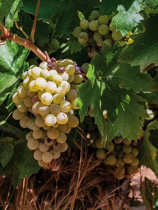 Wine Tour