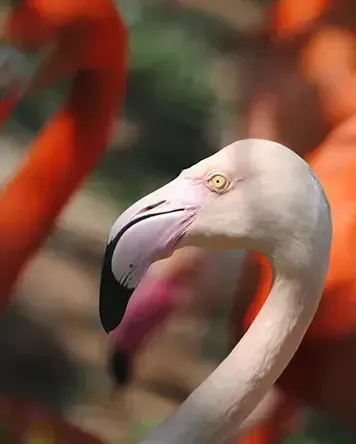Paphos Zoo
